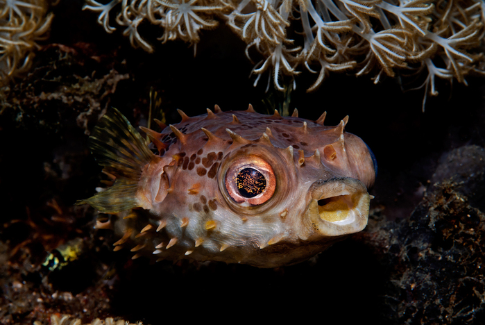 Orbicular-Burrfish-Cyclichthys-orbicularis-Kurzstachel-Igelfisch-a22749955 (700x468, 308Kb)