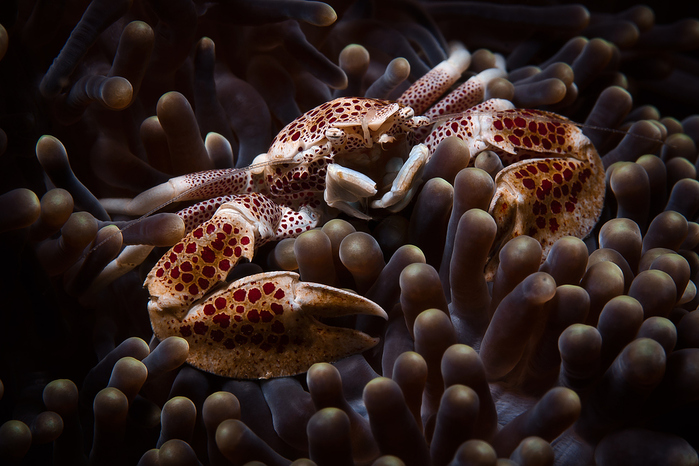 Porcelain-Crab-Neopetrolisthes-oshimai-Anemonenkrebs-a25286001 (700x466, 233Kb)