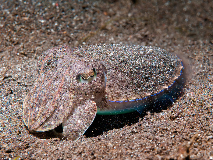 Smiths-Cuttlefish-Sepia-smithi-Smiths-Sepia-a23653034 (700x525, 274Kb)