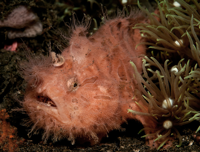 Striped-or-Hairy-frogfish-Antennarius-striatus-Gestreifter-Anglerfisch-a22718054 (700x529, 278Kb)