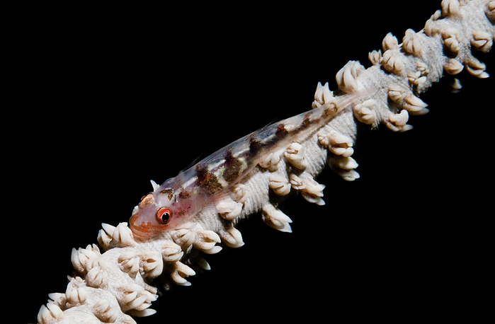 Wire-Coral-Goby-Bryaninops-youngei-Drahtkorallen-Zwerggrundel-a23822351 (700x458, 162Kb)