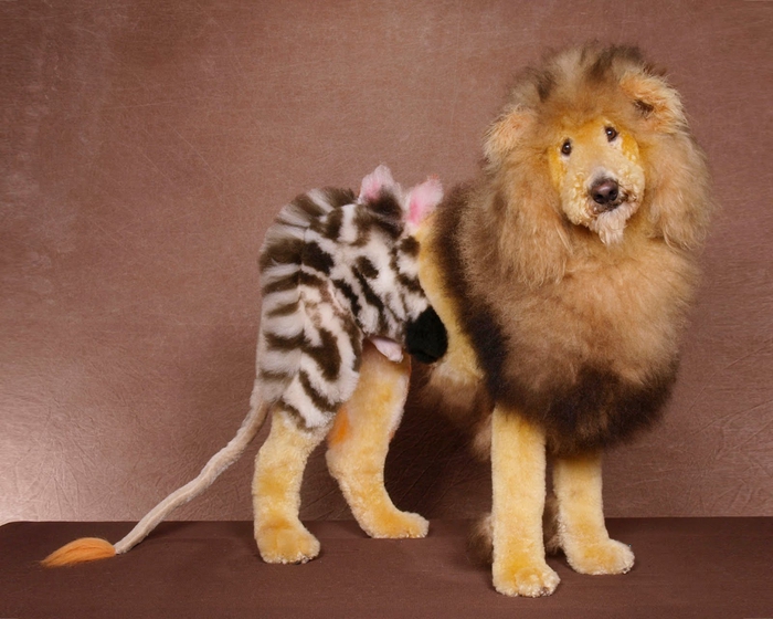 3425252_chinesedogdyinglionzebrawtf (700x560, 266Kb)