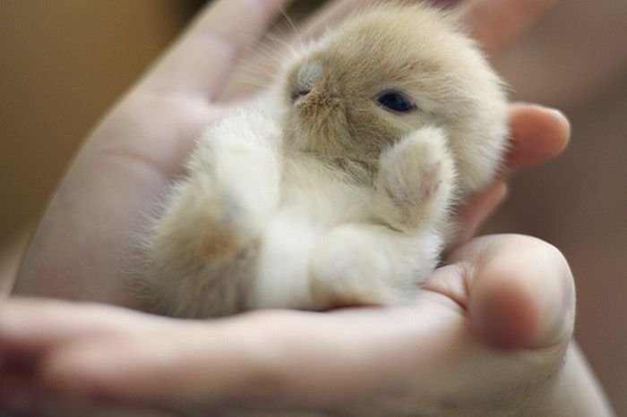 1296080327_tiny_adorable_animals_02 (700x466, 33Kb)