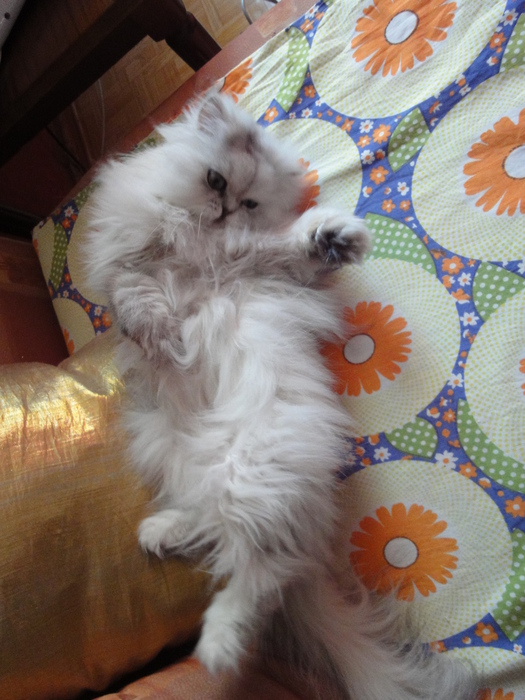 DSC00751 (525x700, 194Kb)