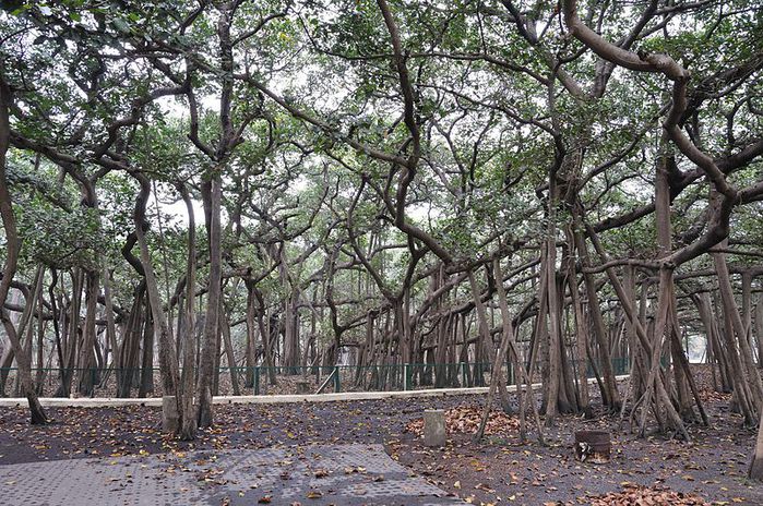 800px-Great_Banyan_Tree_-_Howrah_2011-02-20_1661[1] (700x464, 142Kb)