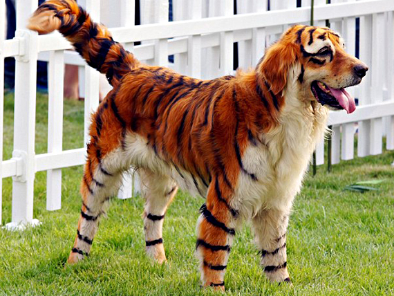 chinese-dog-dying-tiger-wtf (570x428, 287Kb)