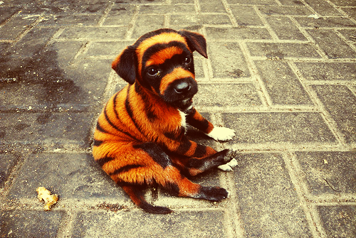 chinese-dog-dying-tiger-puppy-dyyed (500x335, 227Kb)