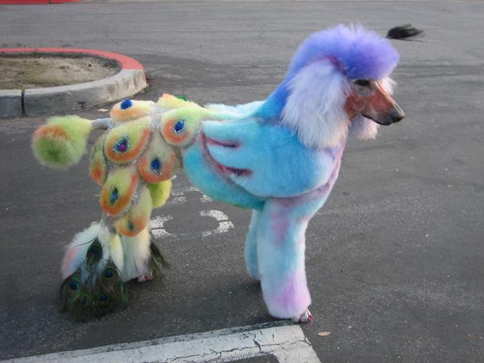 chinese-dog-dying-peacock-wtf-dyed (700x525, 47Kb)
