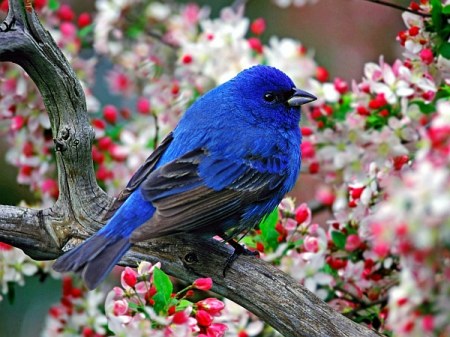 7 (450x337, 53Kb)