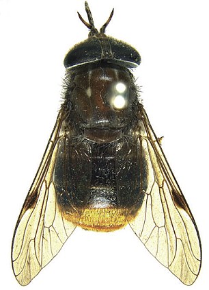 Scaptia beyonceae (306x423, 35Kb)