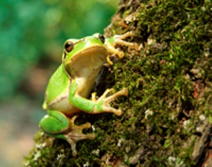 frog (428x336, 107Kb)