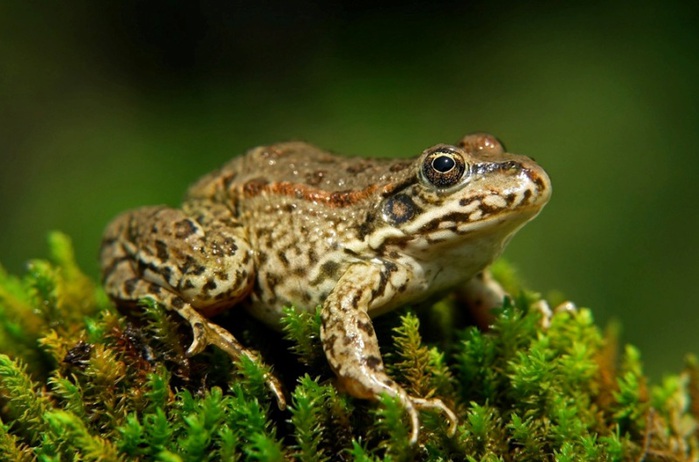 frog (700x462, 97Kb)