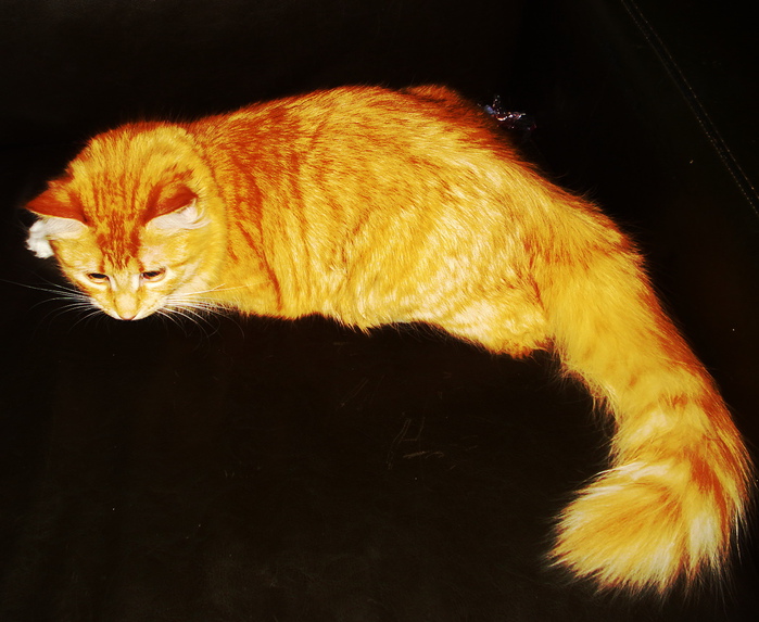 DSC02060 (700x573, 158Kb)
