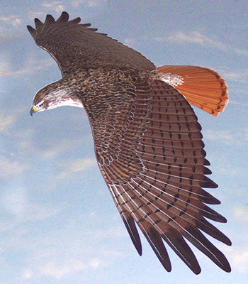 Red-tailed_Hawk (350x400, 99Kb)