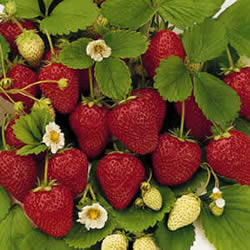 StrawberriesHoneye_1 (250x250, 19Kb)