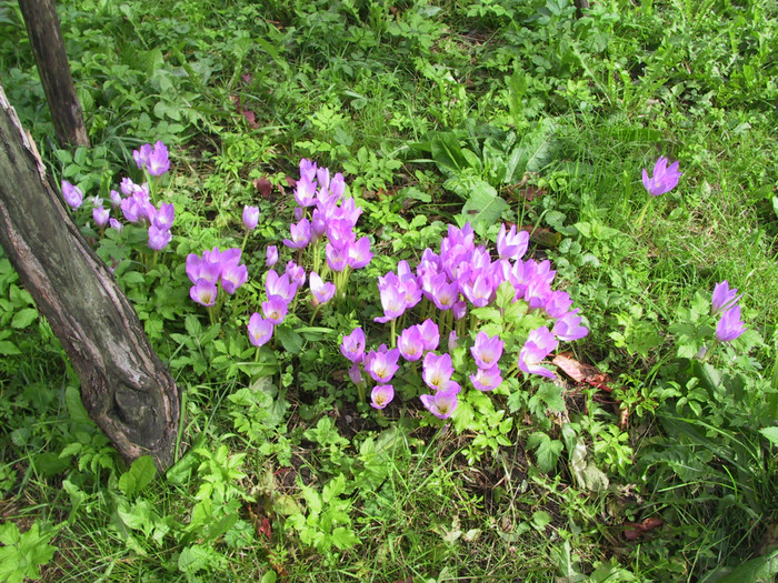 IMG_0135 (700x525, 273Kb)