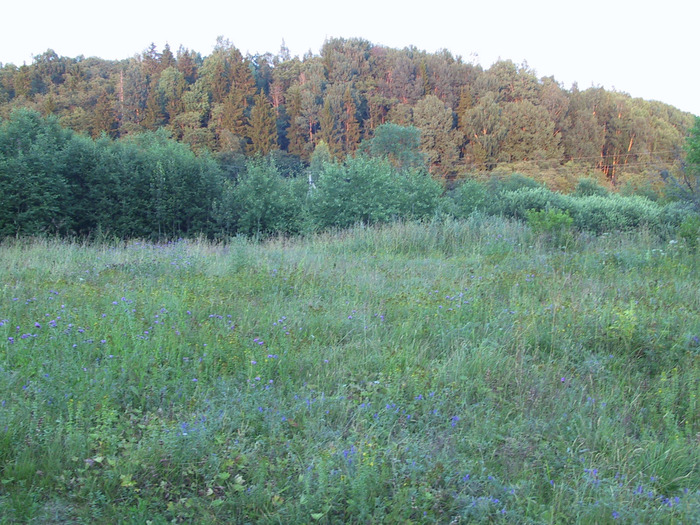 IMG_0066 (700x525, 196Kb)