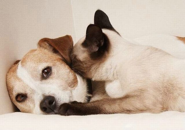 cat_and_dog_08 (640x448, 38Kb)