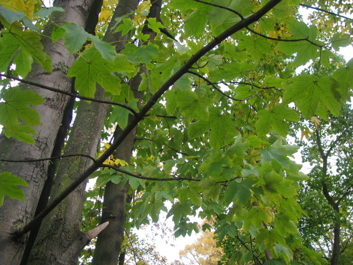  -  ́,  ́́,  ́́ (. Acer pseudoplatanus) 