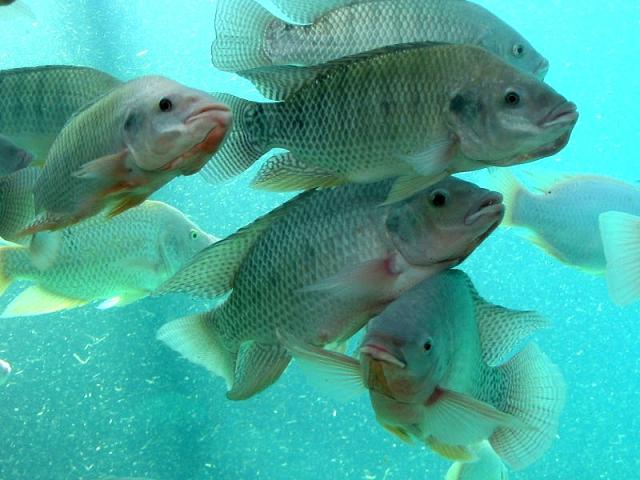 GH TilapiaSwimming (640x480, 51Kb)