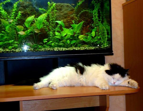 DSC01151 (601x467, 49Kb)