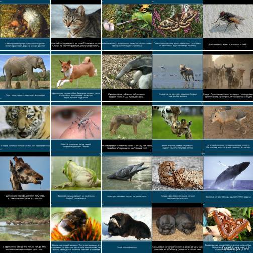 berloga.net_555860055 (503x503, 66Kb)
