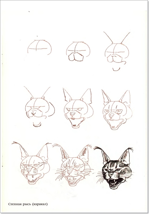 Как нарисовать рысь карандашом поэтапно 2 | Рисовать, Рисунки фигур, Эскизы животных