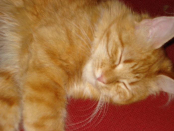 DSC02164 (700x525, 154Kb)