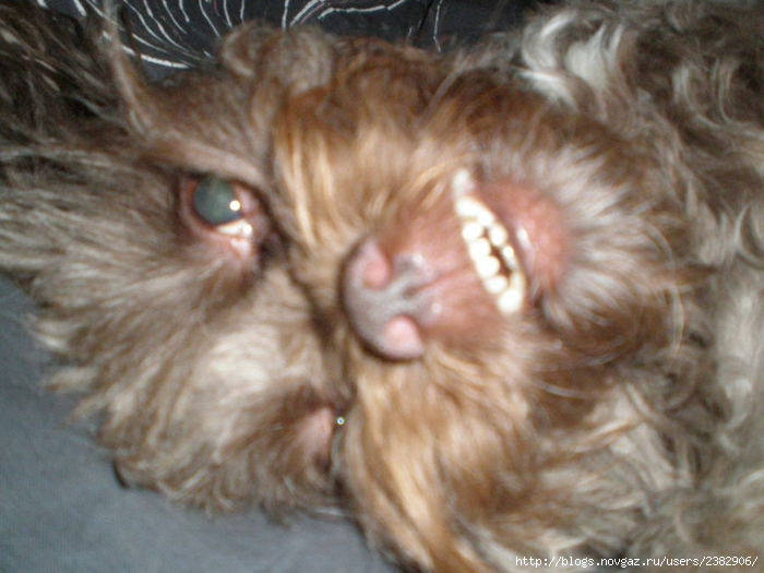 P6170159 (700x525, 165Kb)