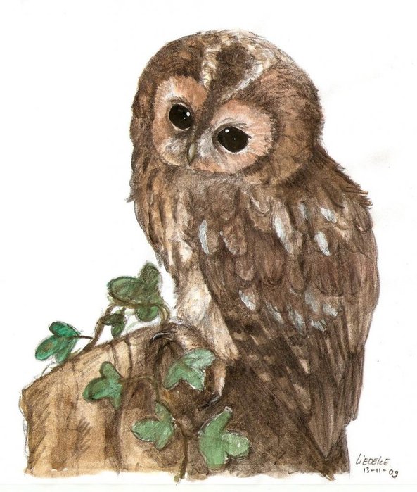 1316358376_wood_owl_by_kitsunebaka91-d2f0974 (593x700, 88Kb)