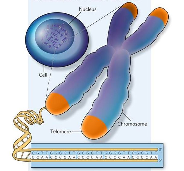 telomere_600 (600x560, 86Kb)