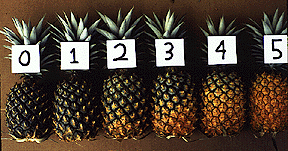 ananas2 (288x151, 33Kb)
