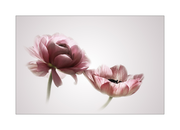 RANUNKEL-ANEMONE-a23587110 (700x508, 140Kb)