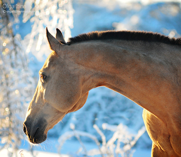 akhal_teke_winter_by_olga5-d36okuw (700x607, 171Kb)