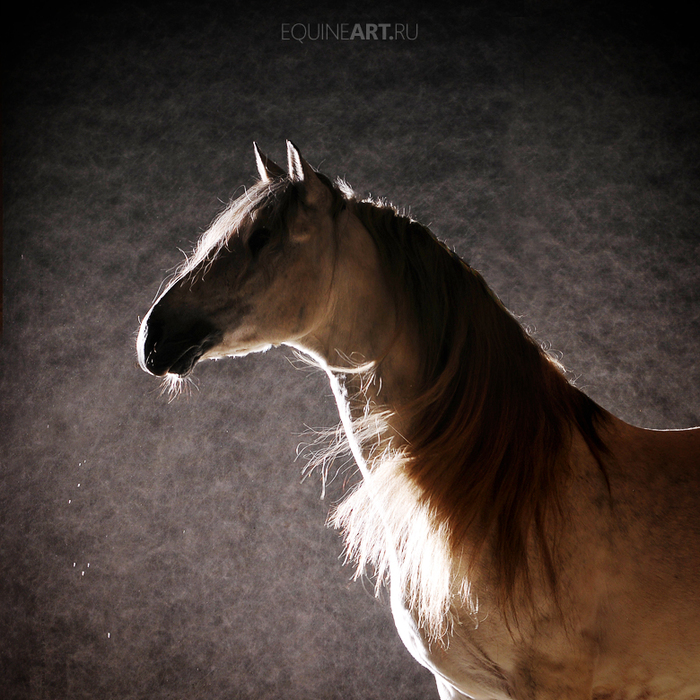 andalusian_dream_by_olga5-d4f7346 (700x700, 467Kb)