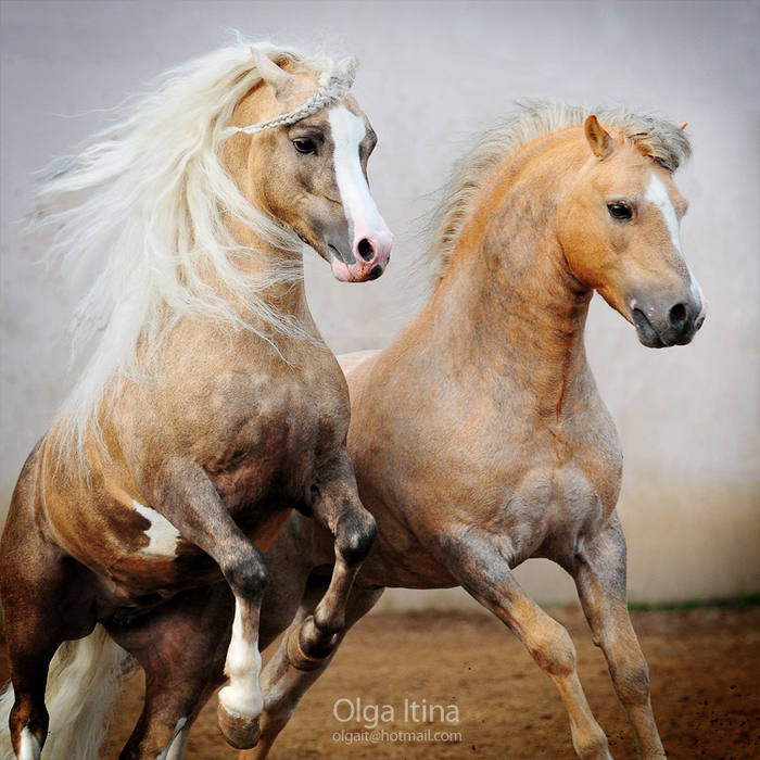 stallions_by_olga5-d3ily8q (700x700, 485Kb)