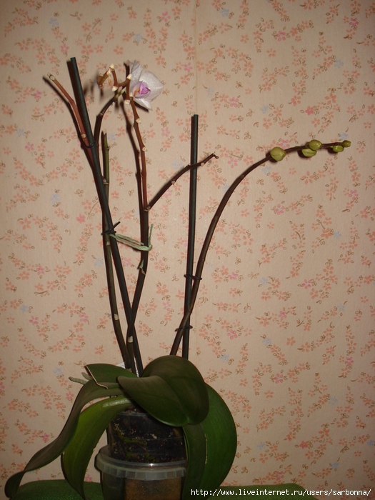 DSC07926 (525x700, 260Kb)