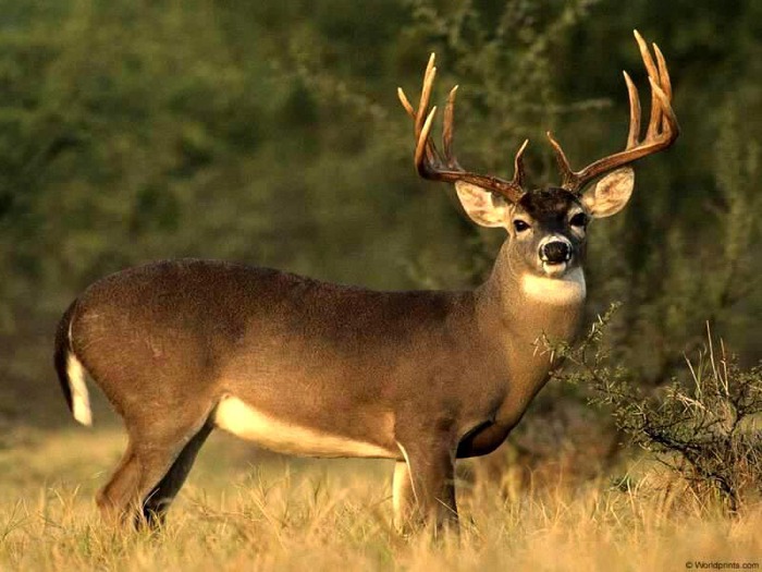 Deer (700x525, 96Kb)