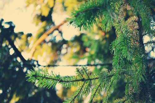 4138790_80630908_large_tumblr_luaotcjMX41qzaefo (500x331, 68Kb)