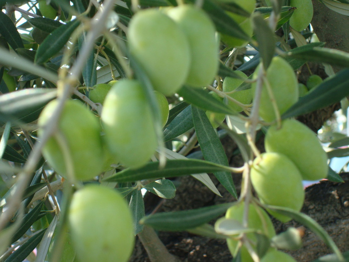 DSC06146 (700x525, 147Kb)