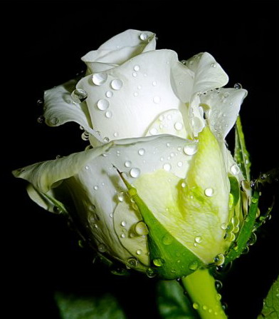 64490907_52961846_b_roz13 (392x447, 39Kb)