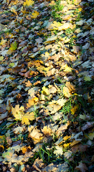 DSC_4206 (383x700, 325Kb)
