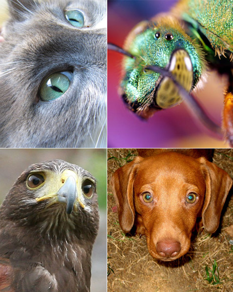 Ночное зрение у собак. Мир глазами животных. Глаза разных животных. Зрение у разных животных. Цветовое зрение у животных.