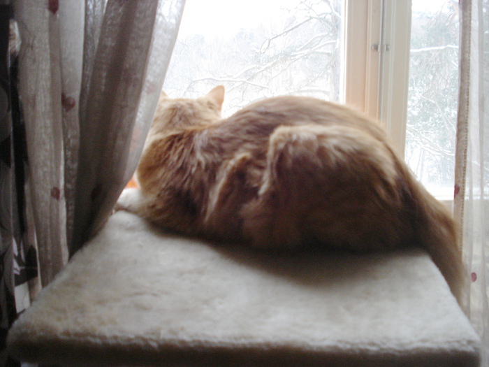 DSC02225 (700x525, 142Kb)