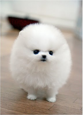 fluffy-puppy-white-Favim_com-260034 (288x400, 16Kb)