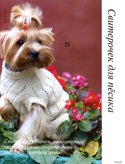 Носочки для маленьких собак. : Вязание