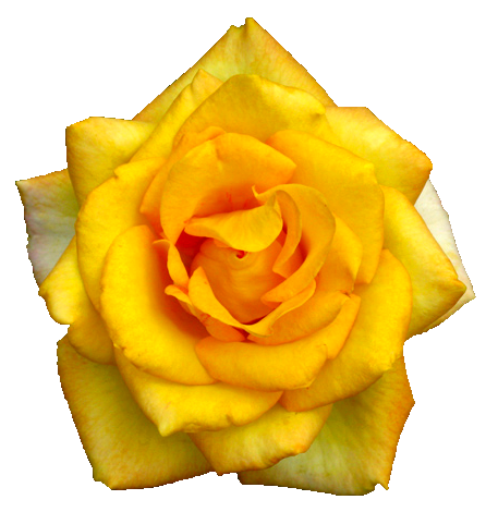 yellow rose 1 (446x470, 204Kb)