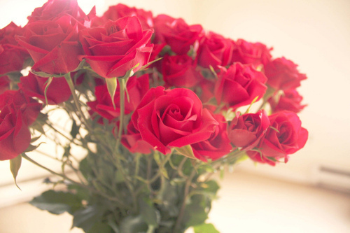 tumblr_l0box47dWS1qaprl1o1_500_large (500x333, 99Kb)