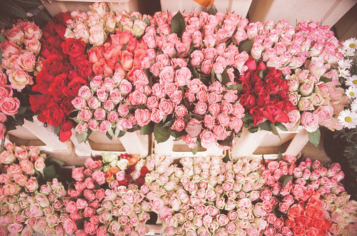 tumblr_le3o8iwyt81qfqnjko1_500_large_123927589_large (500x331, 207Kb)