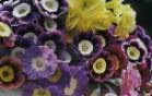 primula_auricula (139x88, 3Kb)